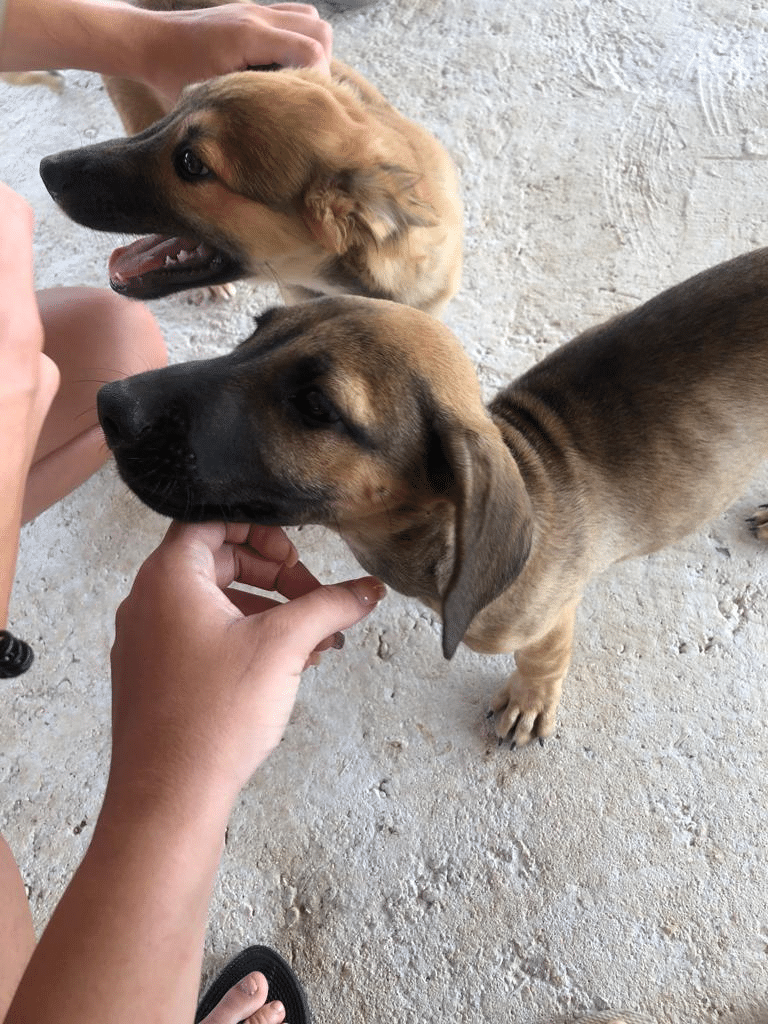 Vrijwilligerswerk met honden op Curacao