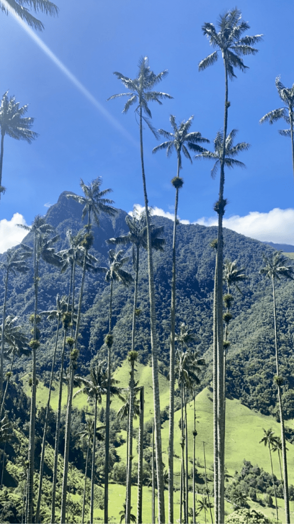 Jo-Anne: Een week Colombia CuraStage Palmbomen Cocora valley2 1 CuraStage
